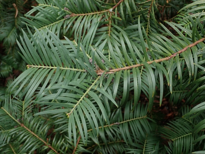 Cephalotaxus fortunei image