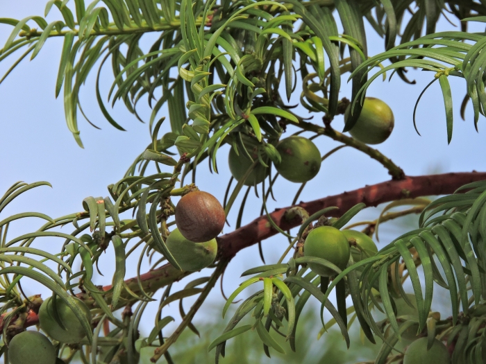 Cephalotaxus harringtonia image