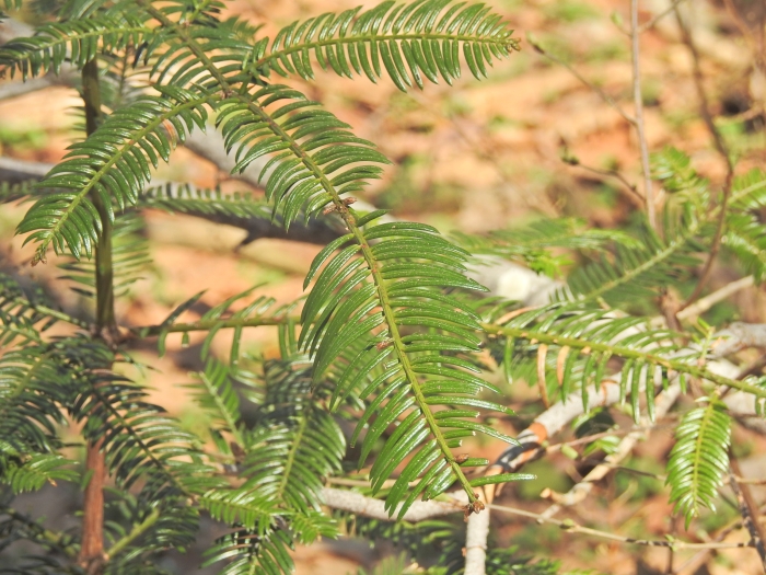 Cephalotaxus sinensis image