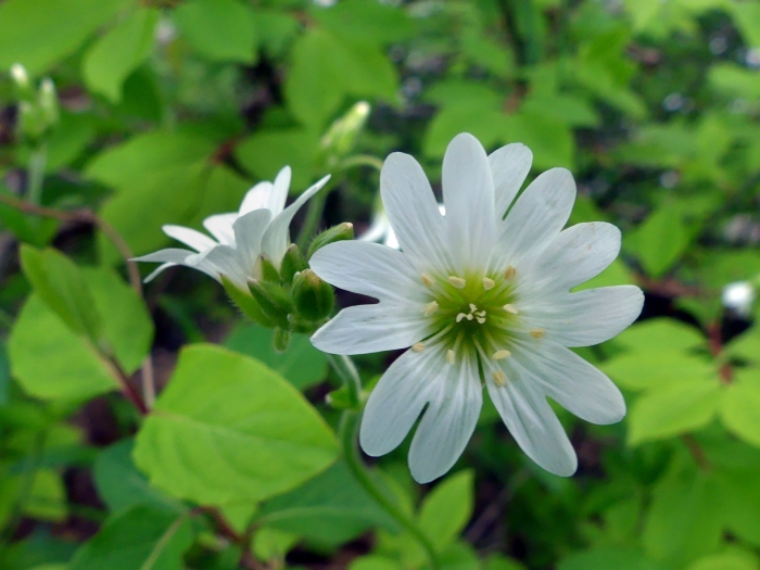 Cerastium arvense image