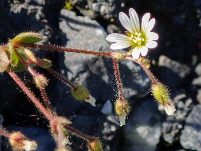 Cerastium beeringianum image