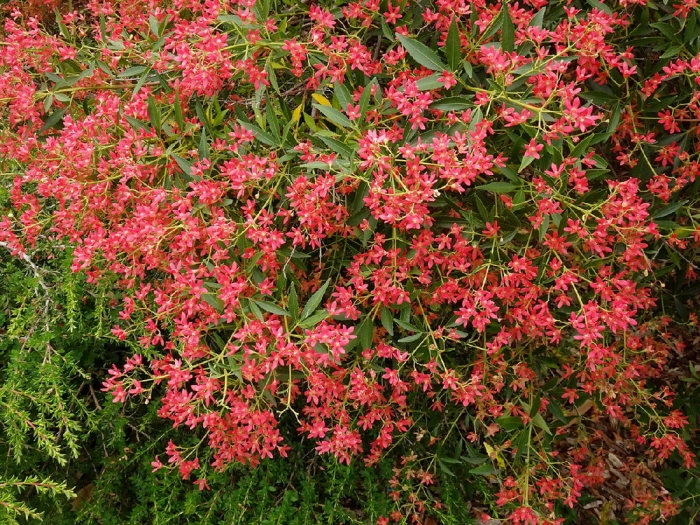 Ceratopetalum gummiferum image