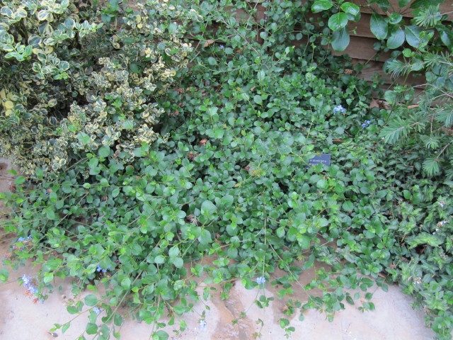 Ceratostigma abyssinicum image