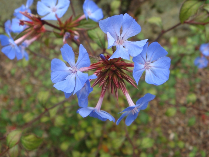 Ceratostigma minus image