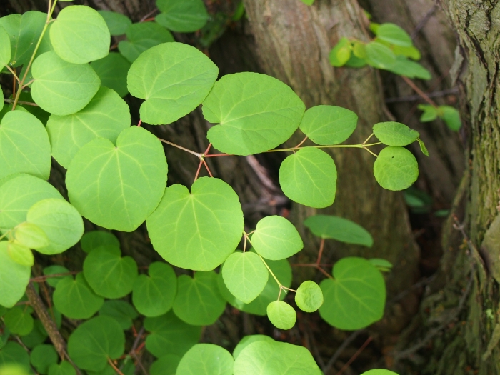 Cercidiphyllum japonicum image