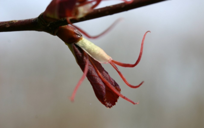 Cercidiphyllum magnificum image