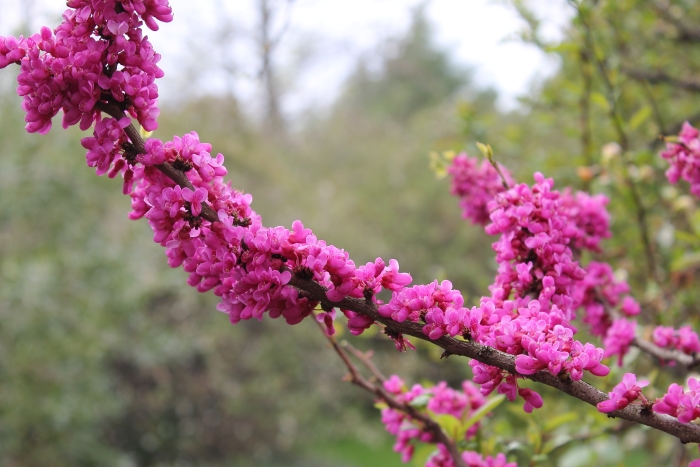 Cercis chinensis image