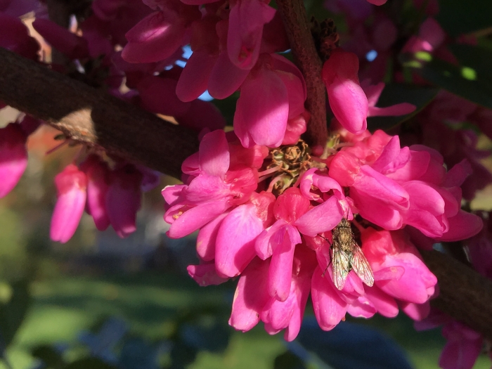 Cercis glabra image