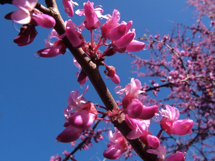 Cercis occidentalis image