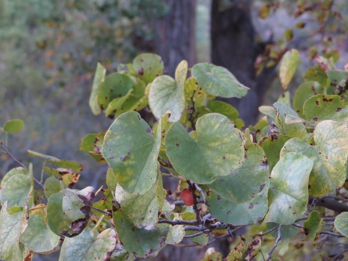 Cercis orbiculata image