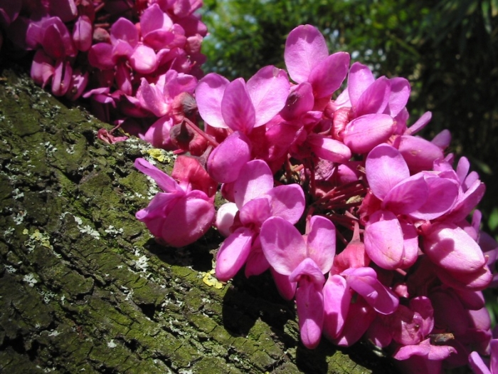 Cercis siliquastrum image