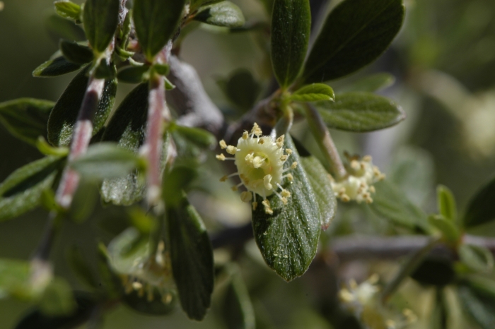 Cercocarpus breviflorus image