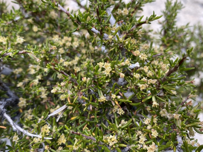 Cercocarpus intricatus image