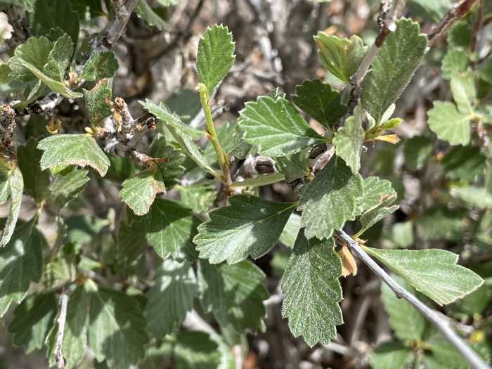 Cercocarpus montanus image