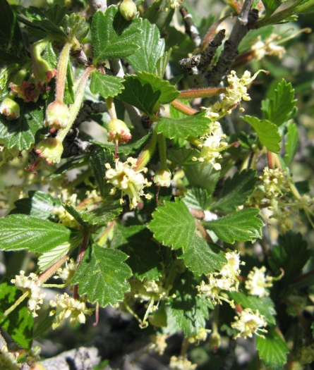 Cercocarpus montanus var. argenteus image