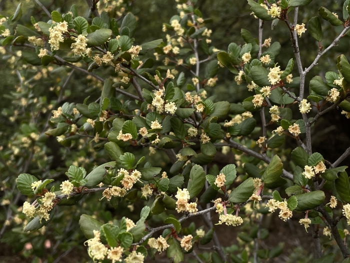 Cercocarpus minutiflorus image