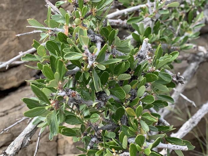Cercocarpus montanus var. paucidentatus image