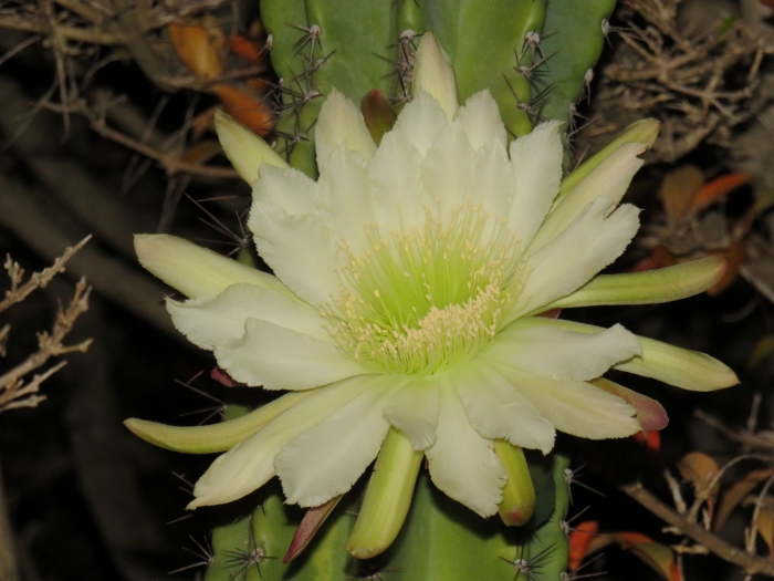 Cereus jamacaru image