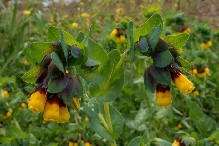 Cerinthe major image
