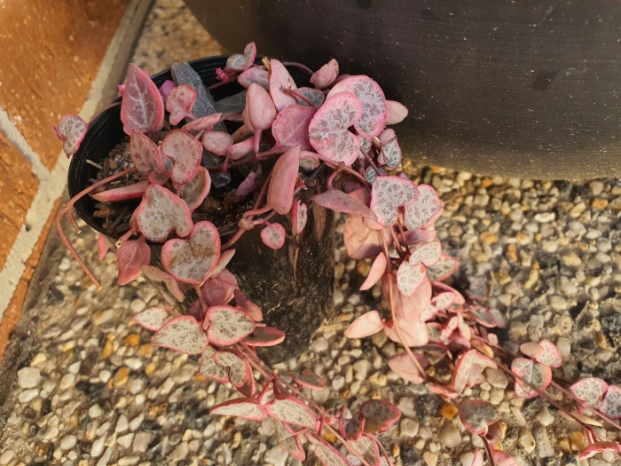 Ceropegia woodii image