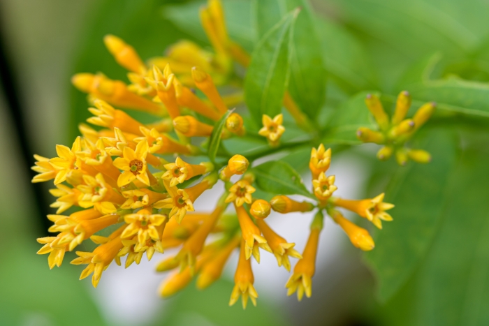 Cestrum aurantiacum image