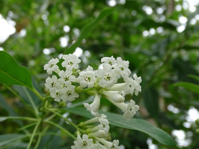 Cestrum diurnum image