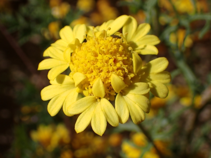 Chaenactis glabriuscula image