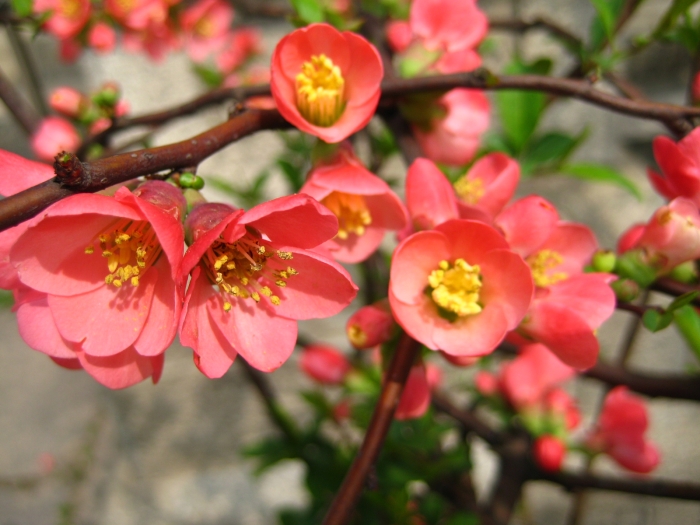 Chaenomeles speciosa image