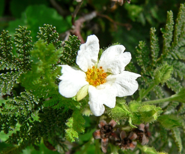 Chamaebatia foliolosa image