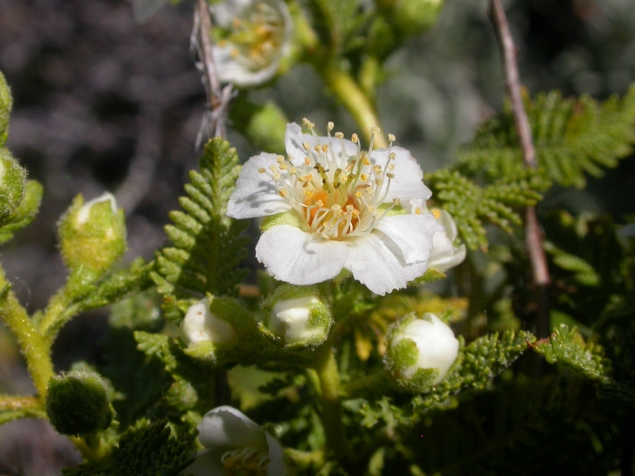 Chamaebatiaria millefolium image