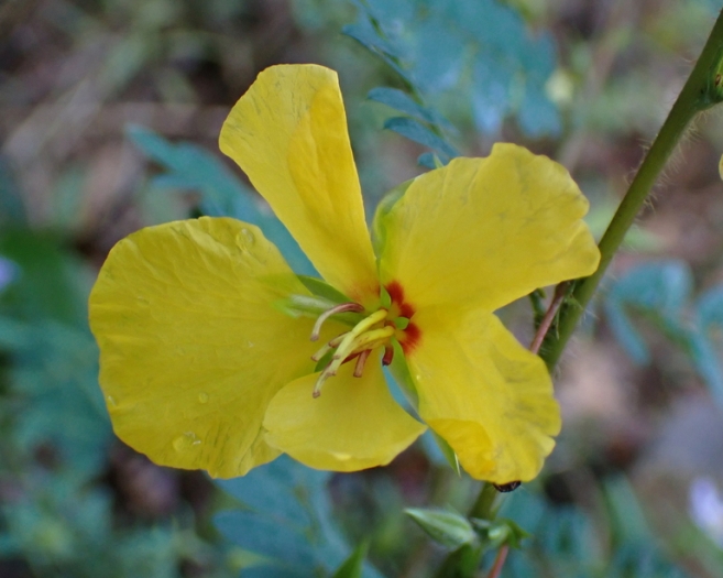 Chamaecrista fasciculata image
