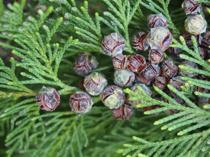 Chamaecyparis lawsoniana image