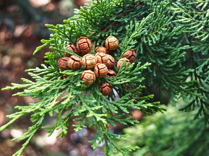 Chamaecyparis obtusa image