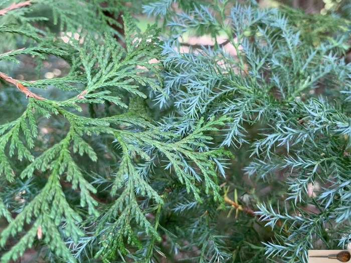 Chamaecyparis pisifera image