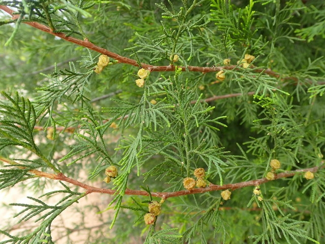 Chamaecyparis thyoides image