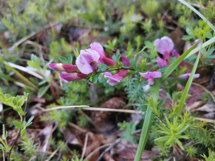 Chamaecytisus purpureus image