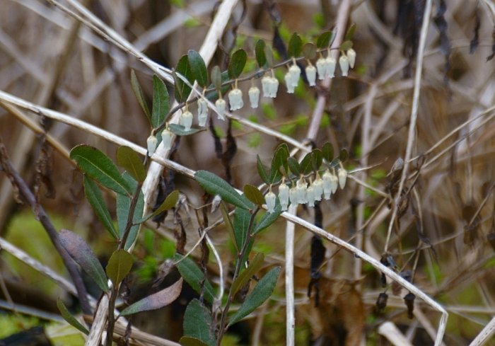 Chamaedaphne calyculata image
