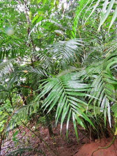 Chamaedorea hooperiana image