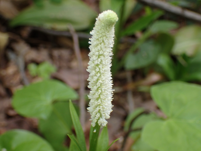 Chamaelirium luteum image