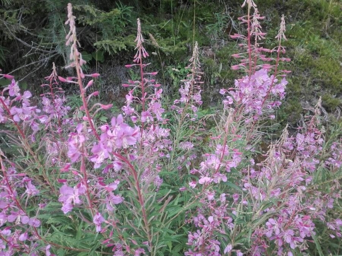 Chamerion angustifolium image