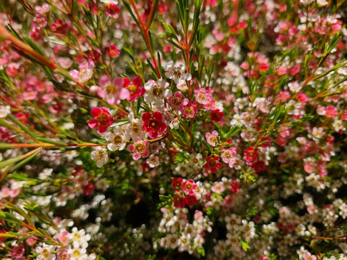 Chamelaucium uncinatum image