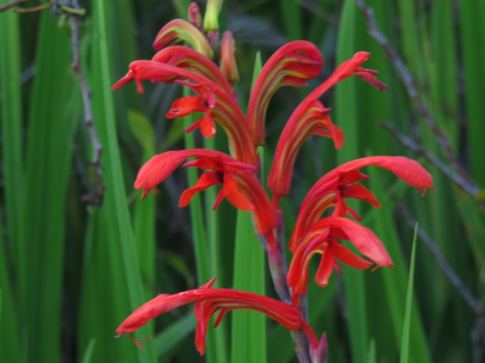 Chasmanthe aethiopica image
