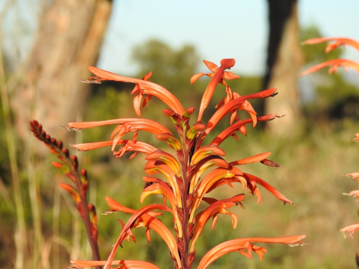 Chasmanthe floribunda image