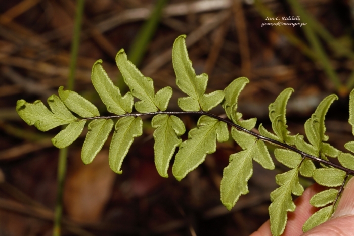 Cheilanthes viridis image