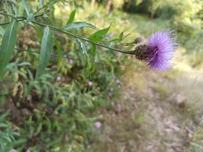 Cheirolophus sempervirens image