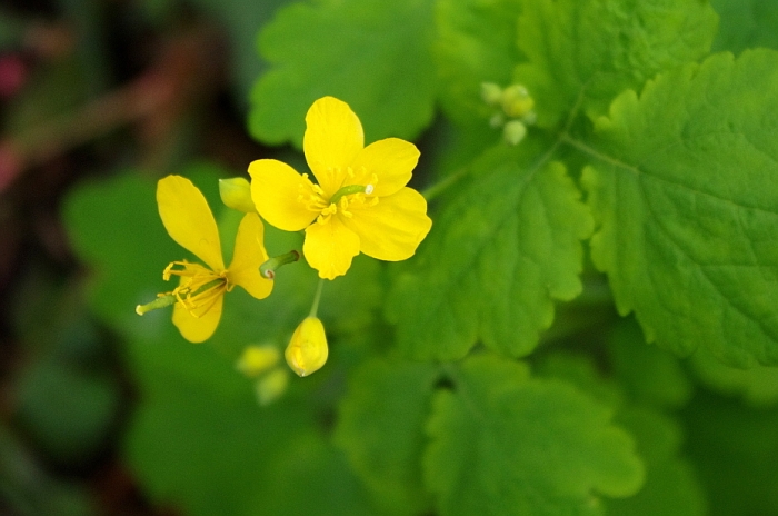Chelidonium majus image