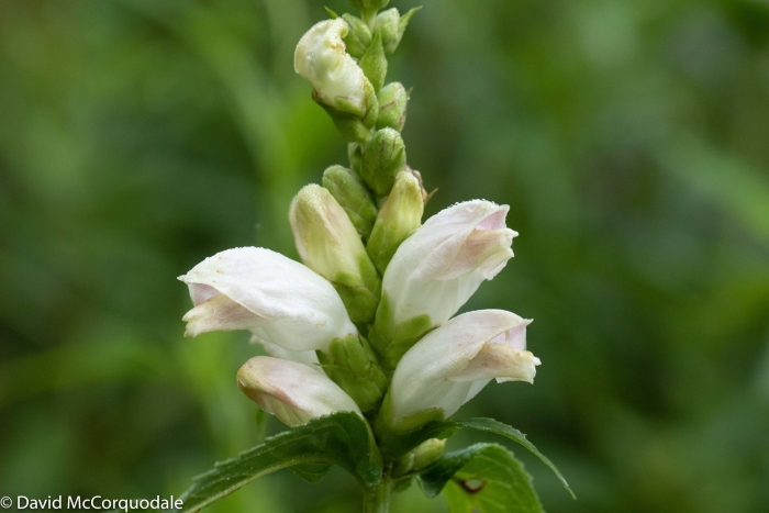Chelone glabra image
