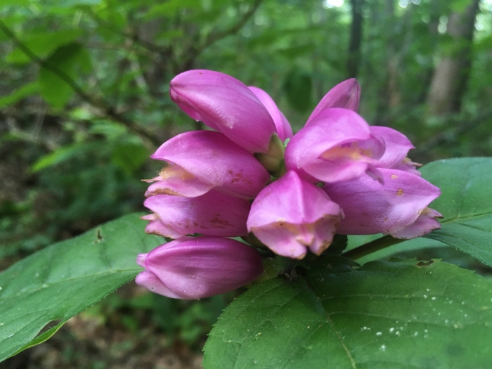 Chelone lyonii image