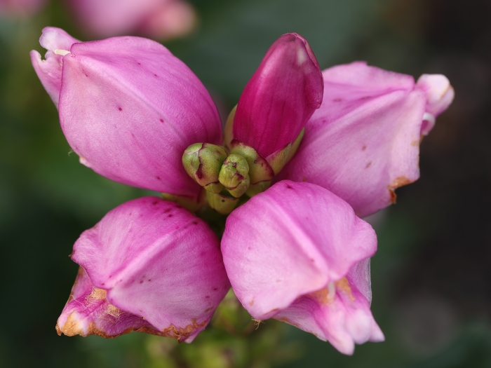 Chelone obliqua image