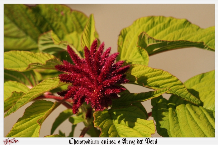 Chenopodium quinoa image